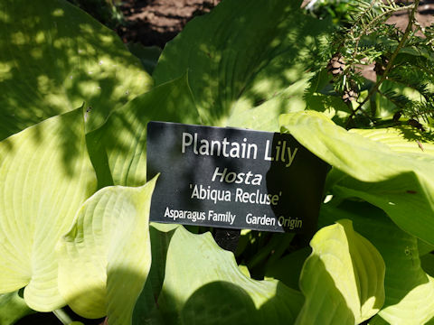 Hosta cv. Abiqua Recluse