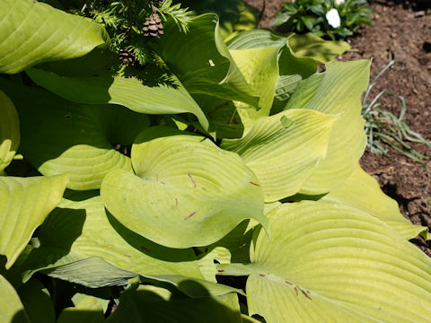 Hosta cv. Abiqua Recluse