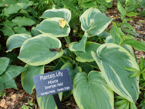 Hosta cv. American Halo