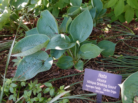 Hosta cv. Albiqua Drinking Gourd