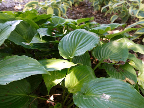 Hosta cv. Invincible