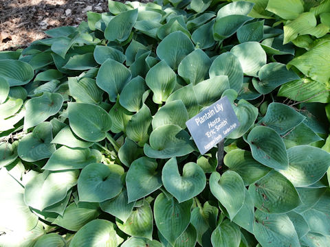 Hosta cv. Eric Smith