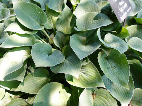 Hosta cv. Eric Smith