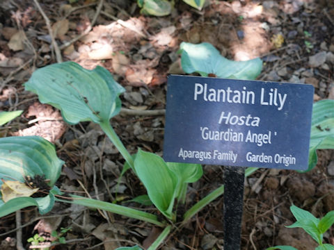 Hosta cv. Guardian Angel