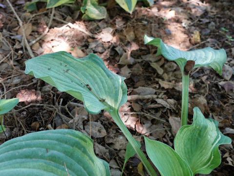 Hosta cv. Guardian Angel