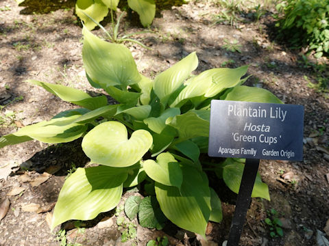 Hosta cv. Green Cups