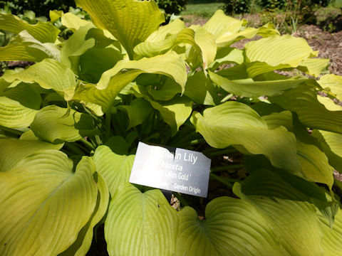 Hosta cv. Great Lakes Gold