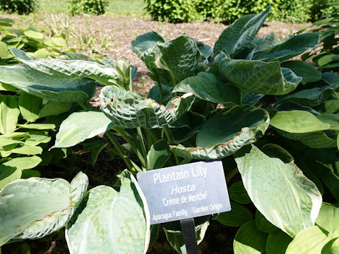 Hosta cv. Crème de Menthe