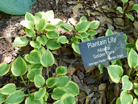 Hosta cv. Golden Tiara