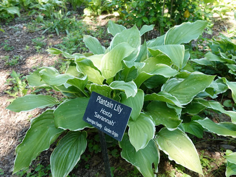 Hosta cv. Savannah