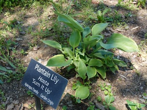 Hosta cv. Sum It Up