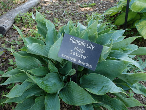 Hosta cv. Salute