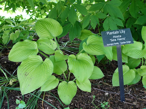 Hosta cv. Sea Hero