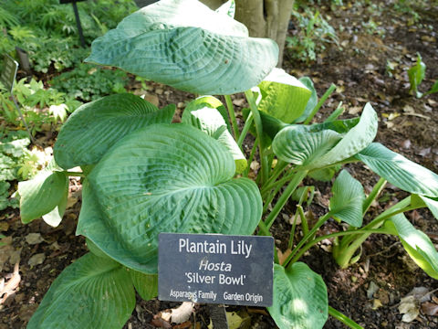 Hosta cv. Silver Bowl