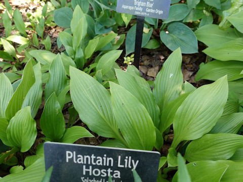 Hosta cv. Splashed Leather