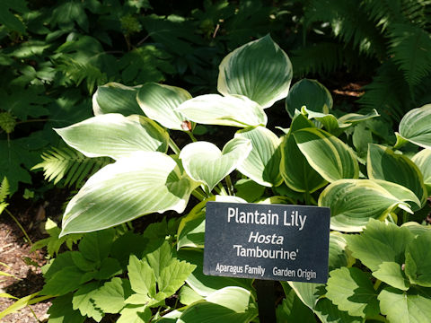 Hosta cv. Tambourine