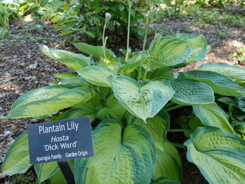 Hosta cv. Dick Ward