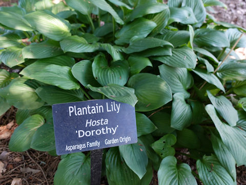 Hosta cv. Dorothy