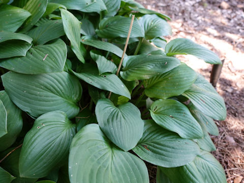 Hosta cv. Dorothy