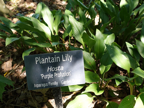 Hosta cv. Purple Profusion