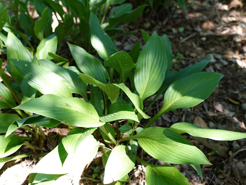 Hosta cv. Purple Profusion