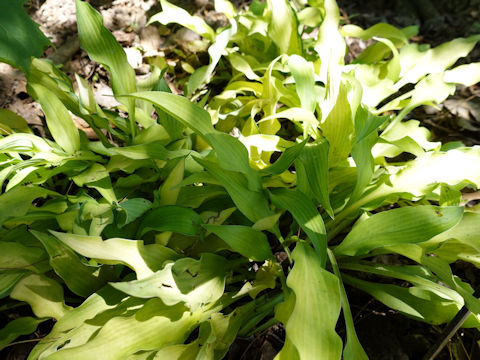 Hosta cv. Pineapple Upside Down Cake