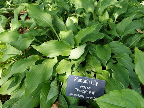 Hosta cv. Pineapple Poll