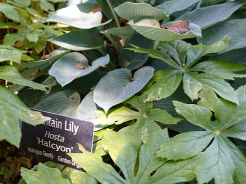 Hosta cv. Halcyon