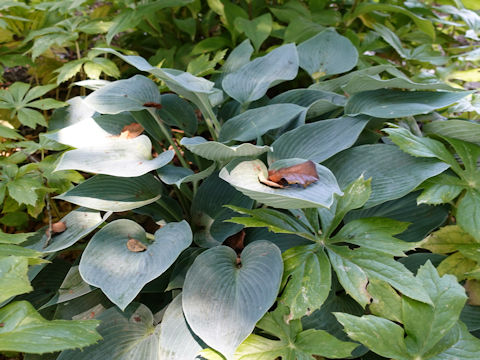 Hosta cv. Halcyon