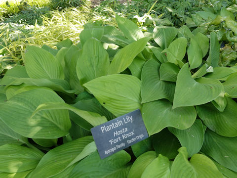 Hosta cv. Fort Knox