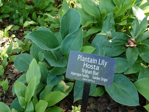 Hosta cv. Bringham Blue