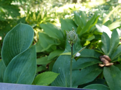 Hosta cv. Bringham Blue