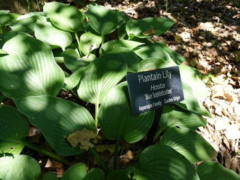 Hosta cv. Blue Sophistication