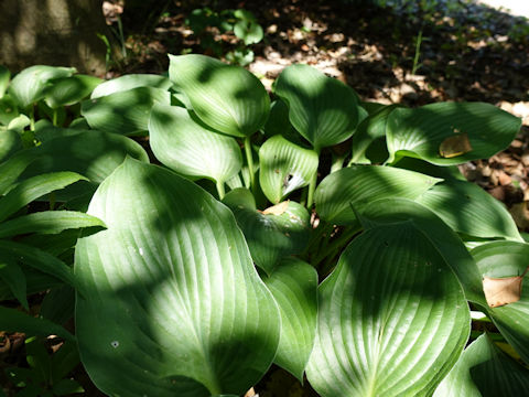 Hosta cv. Blue Sophistication