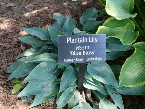 Hosta cv. Blue Blusy