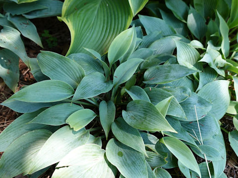 Hosta cv. Blue Blusy