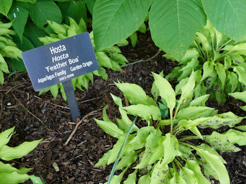 Hosta cv. Feather Boa