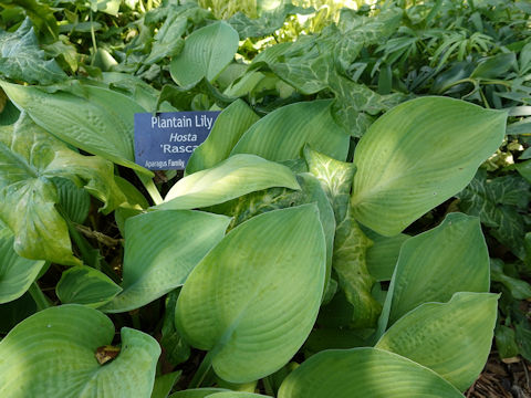 Hosta cv. Rascal