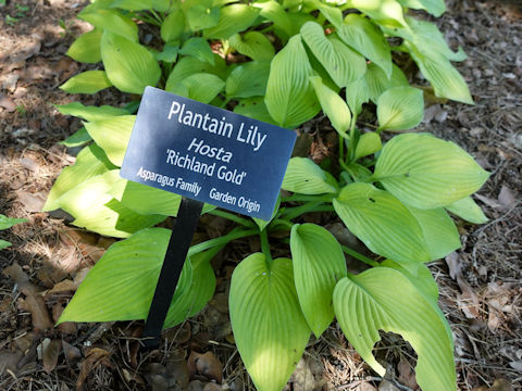 Hosta cv. Richland Gold