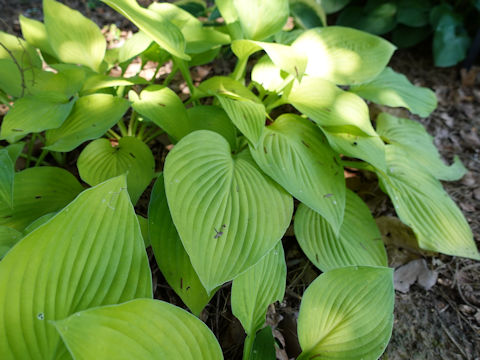 Hosta cv. Richland Gold