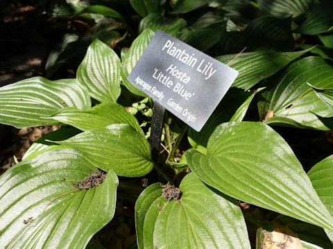 Hosta cv. Little Blue