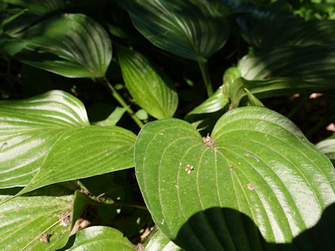 Hosta cv. Little Blue