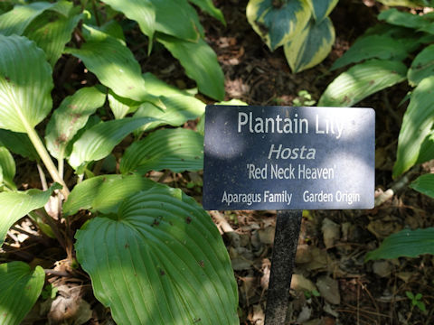 Hosta cv. Red Neck Heaven