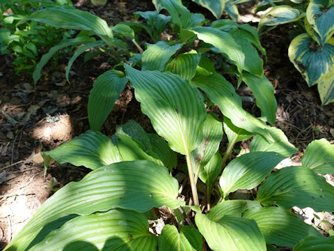 Hosta cv. Red Neck Heaven