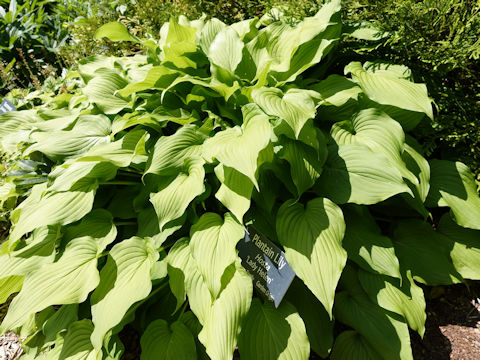 Hosta cv. Lady Helen