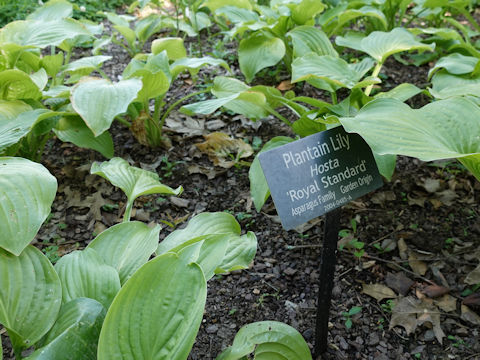 Hosta cv. Royal Standard