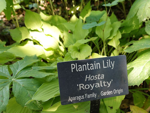 Hosta cv. Royalty