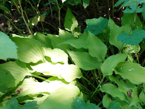 Hosta cv. Royalty