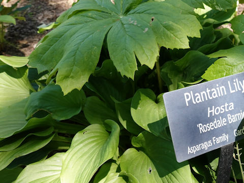 Hosta cv. Rosedale Barnie