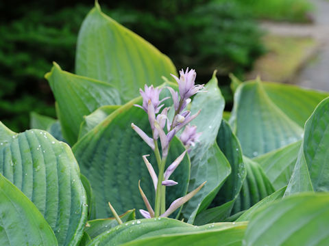 Hosta cv.